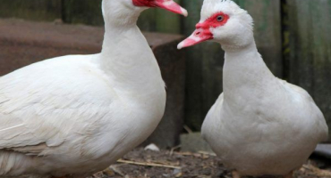 Výhody a poškození masa indo-kachny